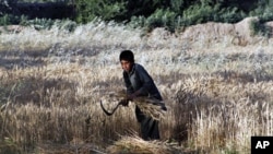 An Afghan boy harvests wheat at his father's farm outside Kabul, June 9, 2011