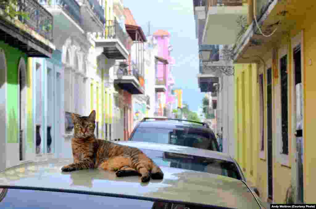 Kucing liar di daerah bersejarah San Juan, dengan bangunan-bangunan berwarna-warni.