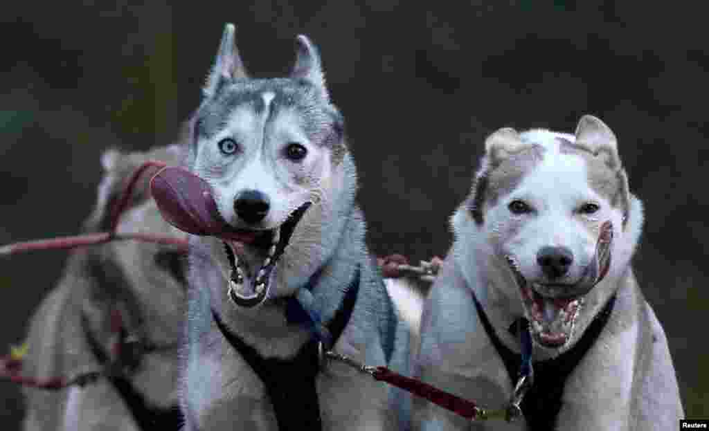 Dogs pull a musher in the 33rd Aviemore Sled Dog Rally in Aviemore, Scotland, Jan. 23, 2016.