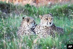 Some South African conservationists are also restocking game reserves with populations of cheetah, which were last seen in the Eastern Cape area in the late 1800s