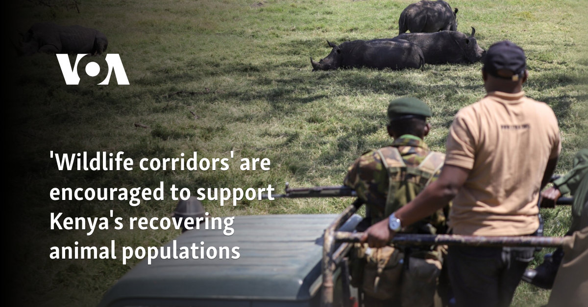 'Wildlife corridors' are encouraged to support Kenya's recovering animal populations