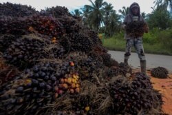 Seorang pekerja membawa buah sawit pada saat panen di desa Teluk Payu di Banyuasin. (Foto: Antara/Nova Wahyudi via REUTERS)