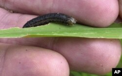 FILE - An armyworm is seen in a hay field in Bethlehem, New York, July 13, 2001.