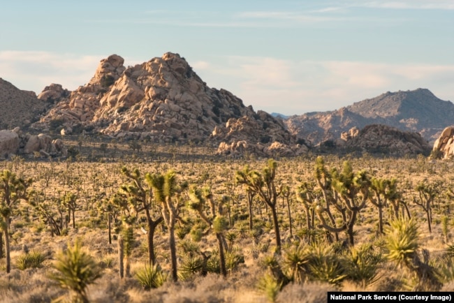 Forests of Joshua trees in the Mojave Desert