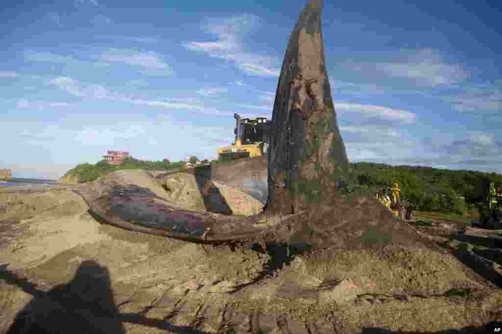 A tractor shovel pushes a whale carcass into a recently dug grave on Popoyo beach, in Tola, Nicaragua, Nov. 15, 2014. 