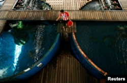 A worker feeds giant groupers at the Borneo Marine Research Institute hatchery in Kota Kinabalu, Sabah, Malaysia, July 9, 2018.