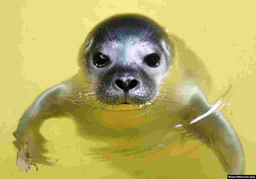 Five-day-old baby seal swimming in water at Duisburg zoo, Germany