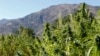 Des plants de cannabis dans le village marocain de Bni Hmed, au nord du pays, le 14 septembre 2014.