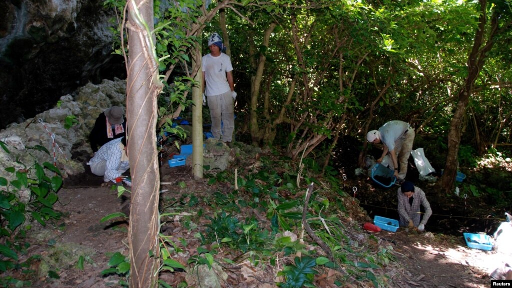 Researchers engage in archaeological excavations at the Nagabaka site on Japan's Miyako island as part of a study that explored the origins of the Transeurasian languages. (Mark Hudson/Handout via REUTERS )