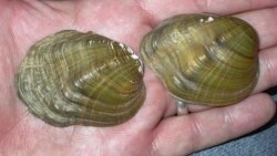 In this May 10, 2005, photo, shells from tubercled-blossom pearly mussels (Epioblasma torulosa) collected from the Ohio River are held at Chase Studio in Cedarcreek, Mo. The freshwater mussel is among 23 species that U.S. wildlife officials say have gone