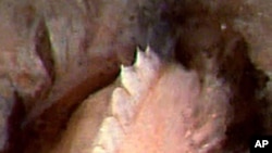 Pijavica iz Perua s ogromnim zubima jedna je od novih vrsta, opisanih u zadnjih godinu dana
