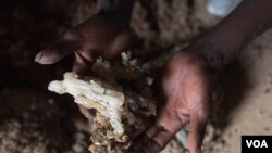 Somaliland's frankincense industry is threatened by high demand.