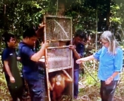 Birute (kanan) bersama orangutan yang berhasil diselamatkan (foto courtesy: OFI).