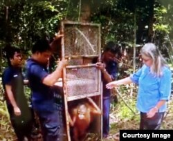 Orangutan yang berhasil diselamatkan (foto: courtesy).