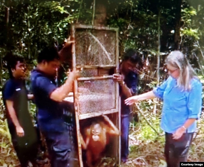 Orangutan yang berhasil diselamatkan (foto: courtesy).