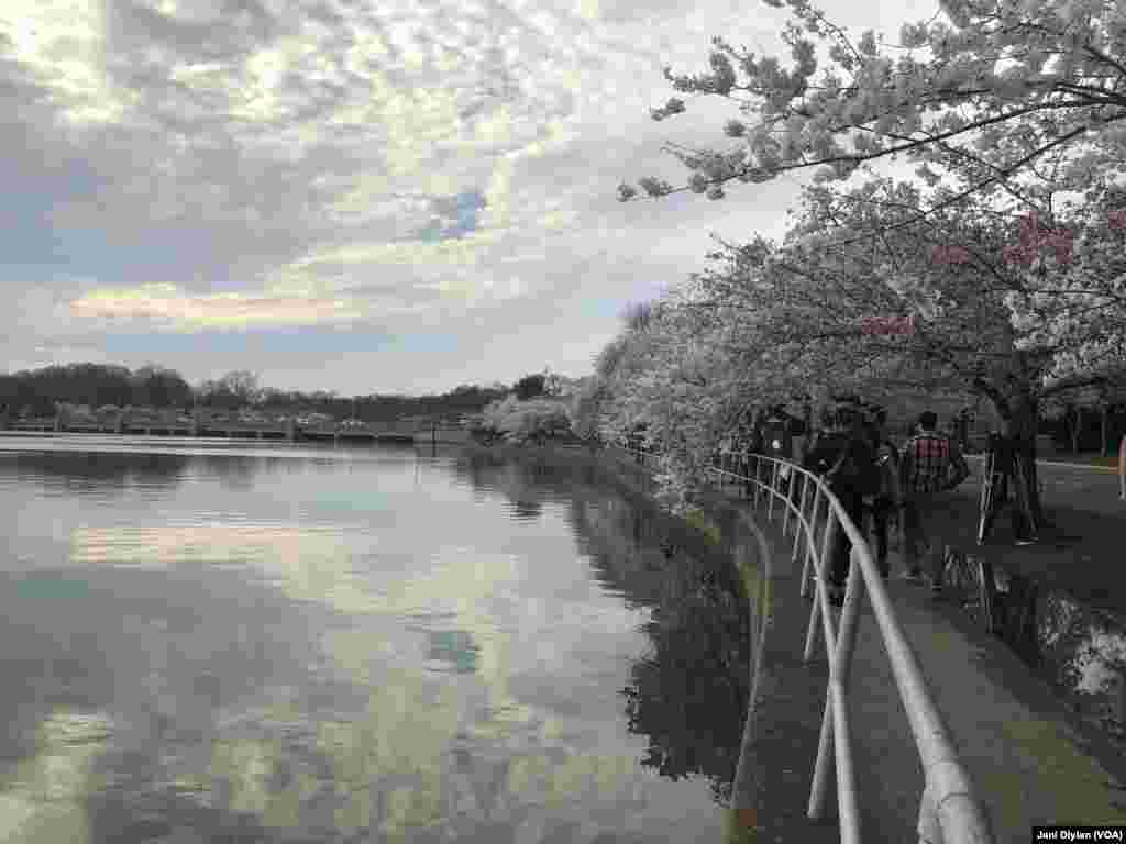 Cherry Blossom