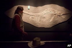 FILE - Robert Bakker, curator of paleontology, shows a fossil of a Ichthyosaur and unborn pups at the Houston Museum of Natural Science, May 15, 2012..