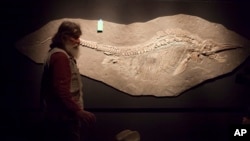 FILE - Robert Bakker, curator of paleontology, shows a fossil of an Ichthyosaur and unborn pups at the Houston Museum of Natural Science, May 15, 2012.