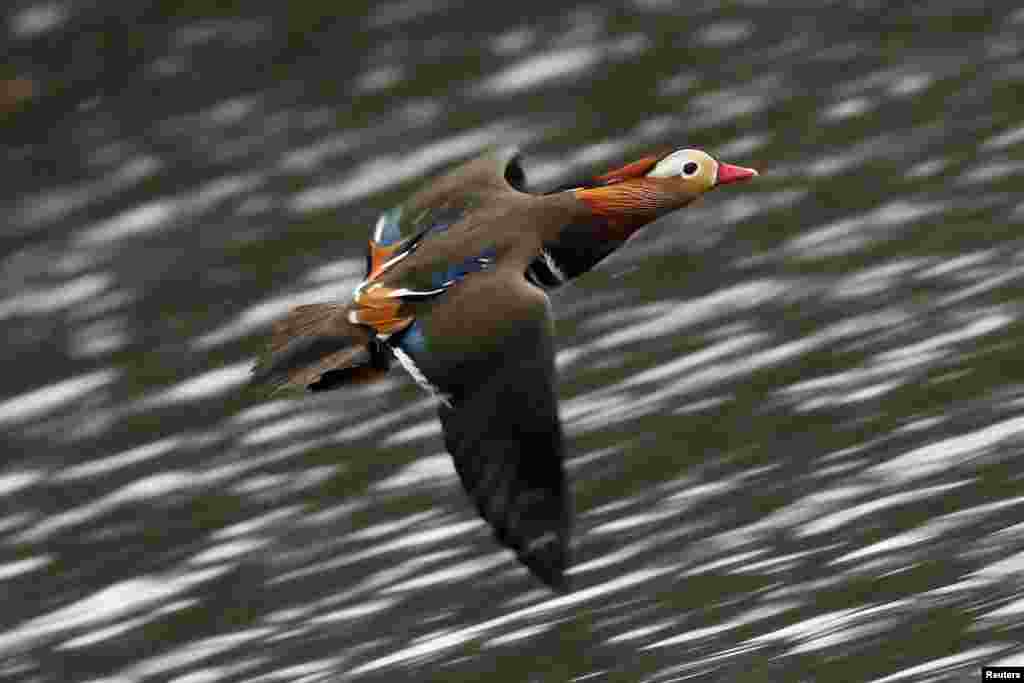 A Mandarin Duck, a native species to East Asia, flies over the pond in Central Park in Manhattan in New York City.