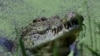 A large male crocodile watches a crowd gathered for feeding time at Darwin's Crocodile Farm located 100 kilometers south of Darwin, Australia. (2005 file photo)