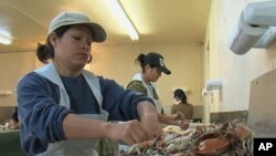 移民在马里兰烹制螃蟹