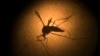 Human Zika Antibodies Prevent Infection in Mice 