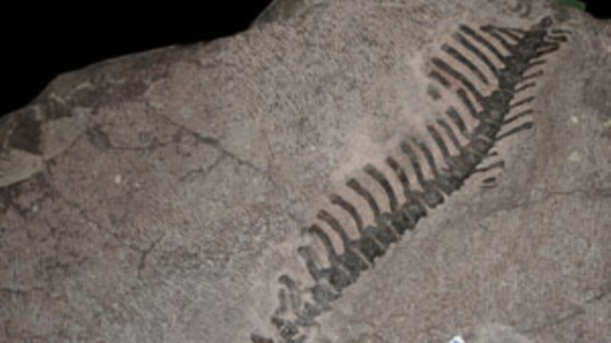 Koreaceratops Previously Unknown Dinosaur Discovered in South Korea