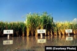 Mature rice fields of Peta, IR8 and DGWG varieties.