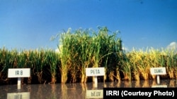 Mature rice fields of Peta, IR8 and DGWG varieties.