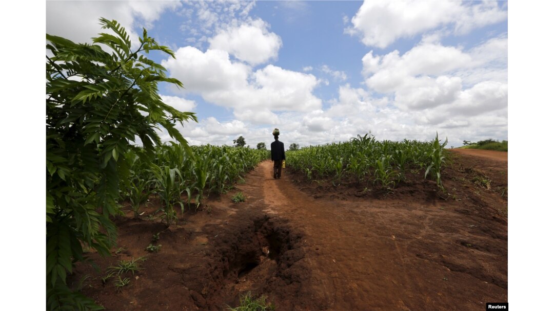 A Malawian man carries food aid distributed by the United Nations World Food Program (WFP) through maize fields in Mzumazi village near the capital Lilongwe, Feb. 3, 2016.