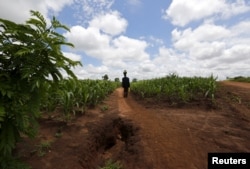 A Malawian man carries food aid distributed by the United Nations World Food Program (WFP) through maize fields in Mzumazi village near the capital Lilongwe, Feb. 3, 2016.