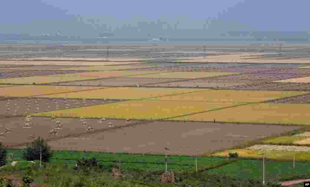 The fields of a cooperative farm in Sariwon, North Hwanghae Province, North Korea. 