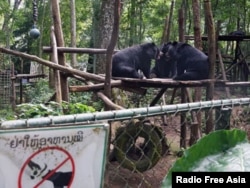Three Asiatic black bears play at the Free the Bears Fund rescue center in Kuangxi Waterfalls Park near Luang Prabang in northern Laos, August 2017. Credit: RFA