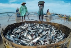 Seorang pekerja membawa ikan lemuru saat berjalan-jalan di Pantai Kelan di Badung, pulau resor Bali pada 12 Desember 2014, sebagai ilustrasi. (Foto: Antara Foto /Yusuf Fikri via REUTERS)