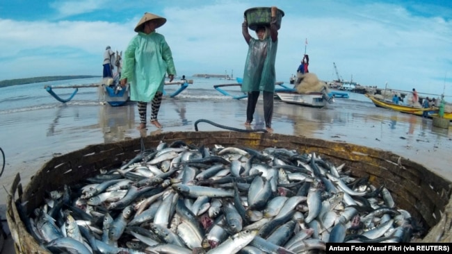 Seorang pekerja membawa ikan lemuru saat berjalan-jalan di Pantai Kelan di Badung, Bali pada 12 Desember 2014. Kondisi cuaca yang tidak stabil dan ombak yang tinggi di Selat Bali membuat nelayan kesulitan untuk menangkap ikan. (Foto: Antara via Reuters)