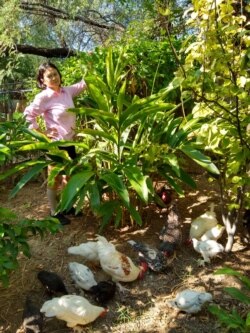 Elina Sihombing sibuk beternak ayam dan menanam lengkuas, pohon markisa dan tanaman lainnya di Arizona (foto: courtesy).