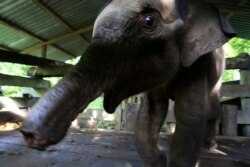 Anak gajah Sumatera yang kehilangan separuh belalainya ini, akhirnya mati akibat luka yang dideritanya, saat dirawat di pusat konservasi gajah di Saree, Aceh Besar, Senin, 15 November 2021.