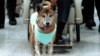 Thai Man Could Face Prison for Insulting King’s Dog