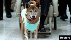 FILE - Thailand's King Bhumibol Adulyadej's dog at Siriraj Hospital in Bangkok, Feb. 27, 2010. A factory worker was charged charged Monday with making a “sarcastic” Internet post related to the king’s pet.