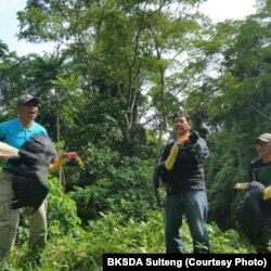 Kepala BKSDA Sulawesi Tengah Noel Layuk Allo memimpin aksi melepasliarkan 3 burung Julang Sulawesi di Cagar Alam Pangi Binangga, Kabupaten Parigi Moutong pada November 2017. (Foto: BKSDA Sulawesi Tengah)