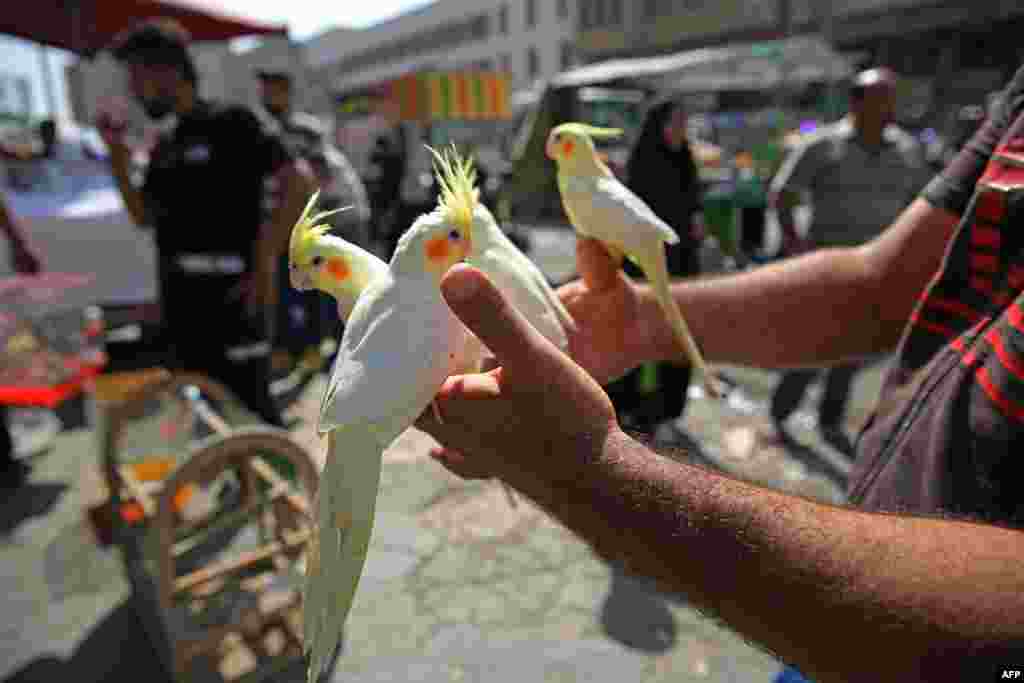 An Iraqi man holds cockatiels at al-Ghazal pet market in Iraq&#39;s capital Baghdad.