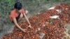 Pekerja Anak dan Perempuan: PR Besar Industri Sawit Indonesia 