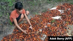 Asnimawati, gadis 13 tahun, bekerja di perkebunan kelapa sawit di Pelalawan, Provinsi Riau. (Foto: AFP/Adek Berry)