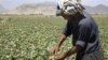 Більша посівна площа, але менший урожай опійного маку в Афганістані
