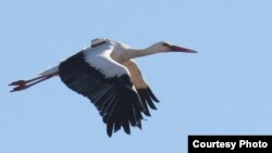 Even storks that continue their yearly migration to Sub-Saharan Africa return to Europe to feast on landfill leftovers. (Photo courtesy of University of East Anglia)