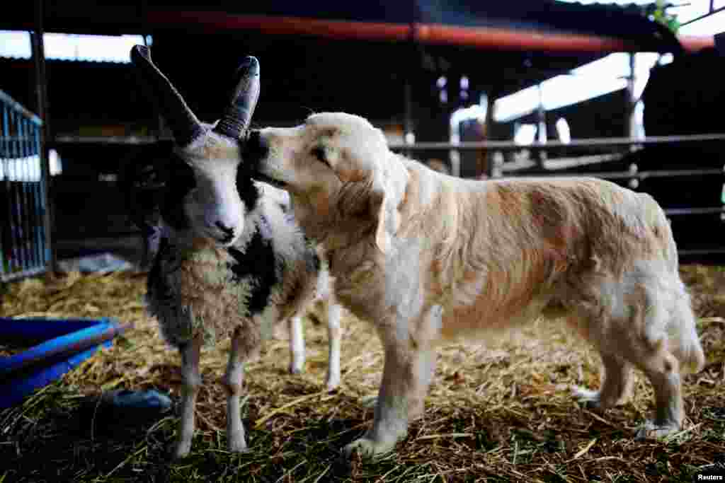 A dog licks the head of a Jacob sheep, in Ramot Naftali, Israel.