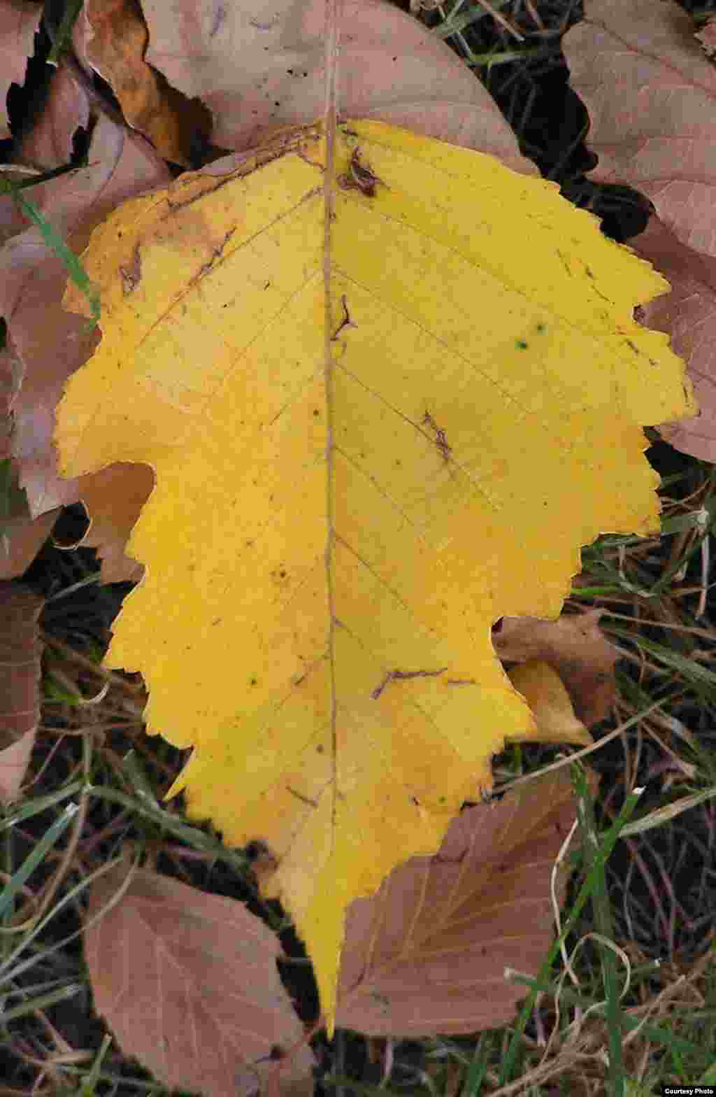 A birch leaf turns a bright yellow as winter approaches, Gateway Arch, St. Louis, Missouri. (Amy Zanne) 