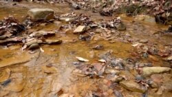Polluted Streams May Yield Minerals Critical for High Tech