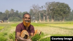 খাদ্য নিরাপত্তা নিশ্চিত করতে সারে ভর্তুকি বাড়াবে বাংলাদেশ সরকার