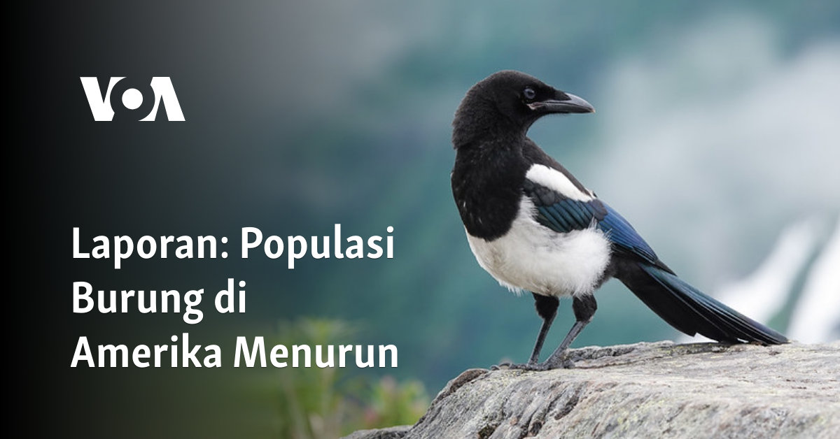 Laporan: Populasi Burung di Amerika Menurun